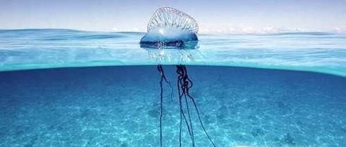 泰国海滩为何突然出现大量可致死剧毒水母