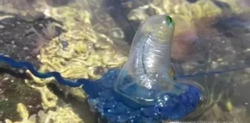 泰国海滩为何突然出现大量可致死剧毒水母