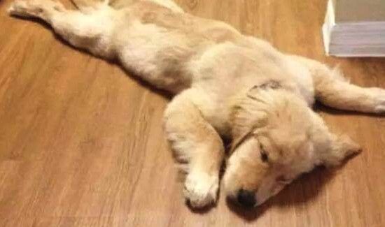 累扒了是什么意思