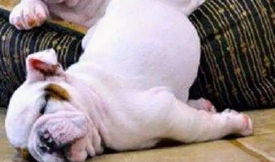 累扒了是什么意思