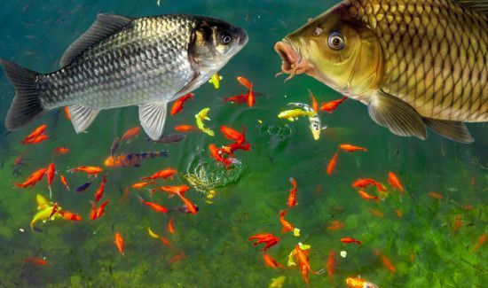 钓鱼小药有用吗