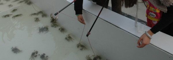 怎么钓螃蟹的方法