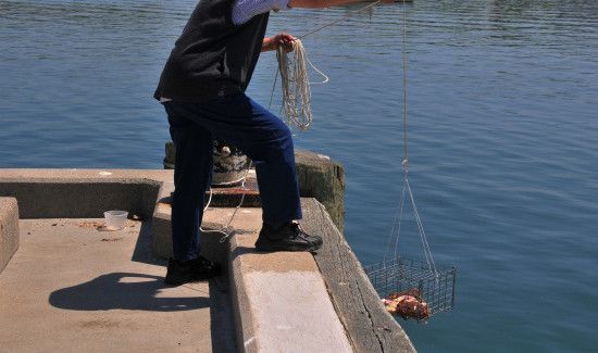 怎么钓螃蟹的方法