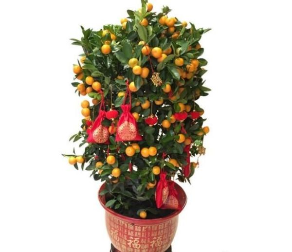 家里放什么植物招财?8种助于家里招财的植物