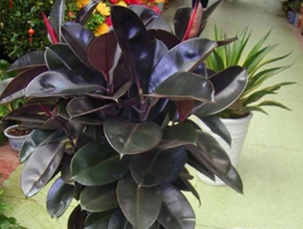 家里放什么植物招财?8种助于家里招财的植物