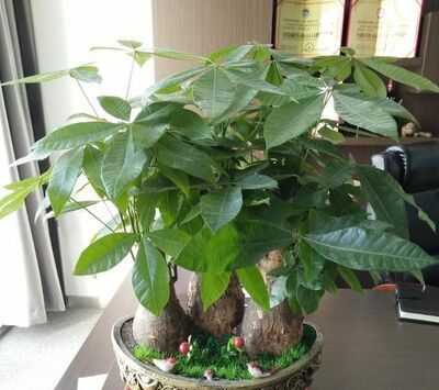 家里放什么植物招财?8种助于家里招财的植物