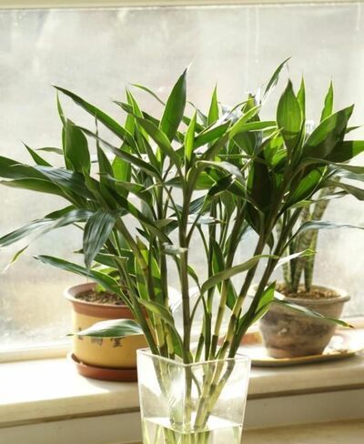 家里放什么植物招财?8种助于家里招财的植物