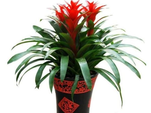 家里放什么植物招财?8种助于家里招财的植物