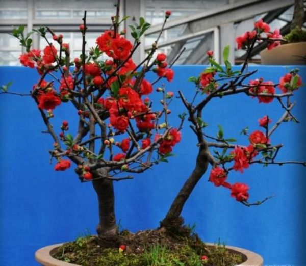 家里放什么植物招财?8种助于家里招财的植物