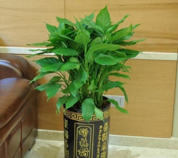 家里放什么植物招财?8种助于家里招财的植物