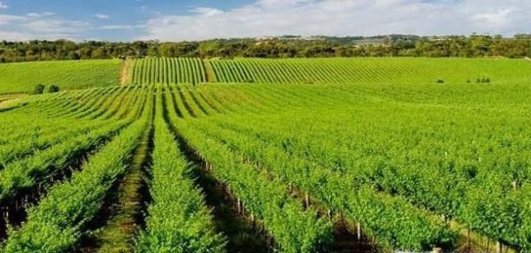 冷空气对农业有什么影响