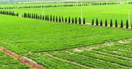 冷空气对农业有什么影响