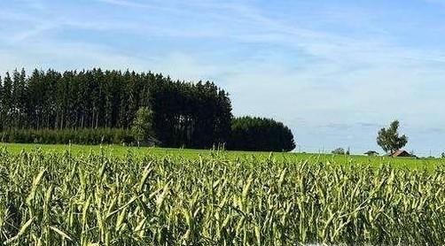 冷空气对农业有什么影响