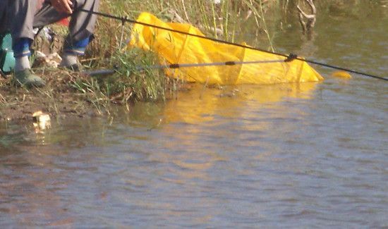 深秋降温怎么钓鲫鱼