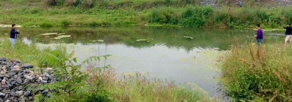 深秋降温怎么钓鲫鱼