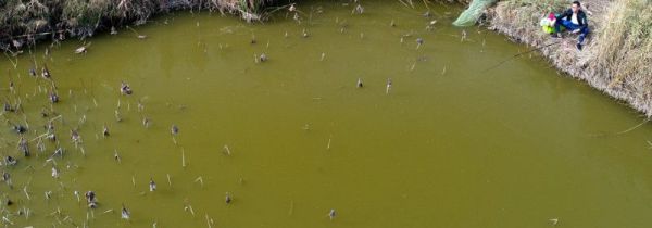 闹小鱼怎么钓鲫鱼