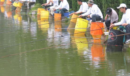闹小鱼怎么钓鲫鱼