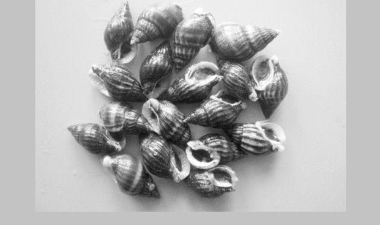 十种不能吃的螺