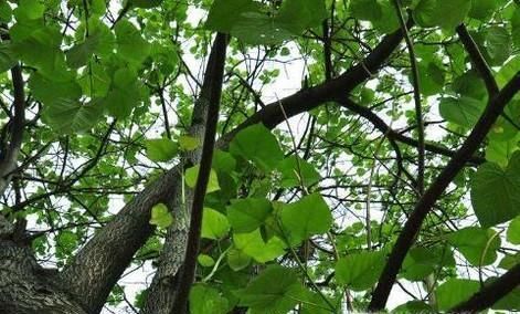 什么树比较容易种活