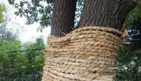 倒春寒时节应该如何保护花木