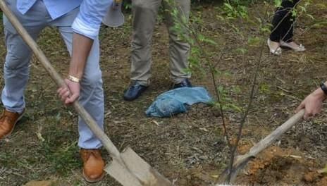 倒春寒时节应该如何保护花木