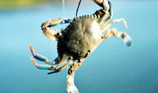 自制螃蟹钩方法