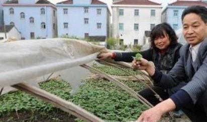 倒春寒时节应该如何保护花木