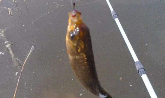 水深3米怎么钓鲫鱼