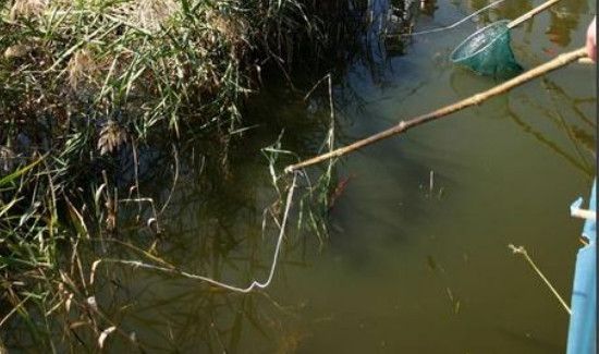 钓螃蟹用丝袜好不