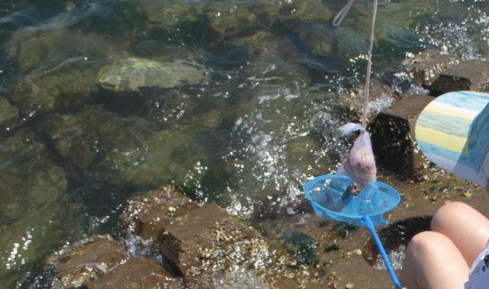 野生螃蟹怎么钓