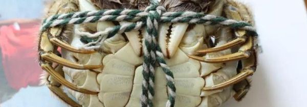 丝袜钓螃蟹怎么绑