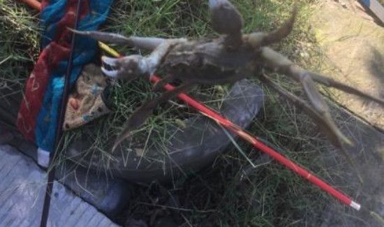 手竿怎么钓螃蟹