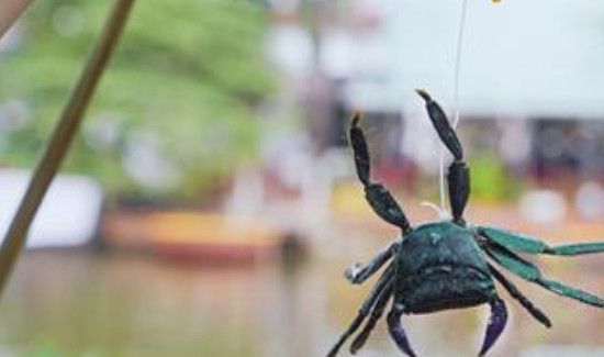 鱼竿钓螃蟹怎么钓