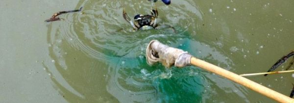 鱼竿钓螃蟹怎么钓