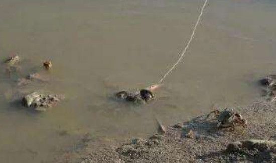 钓蟹工具怎么制作