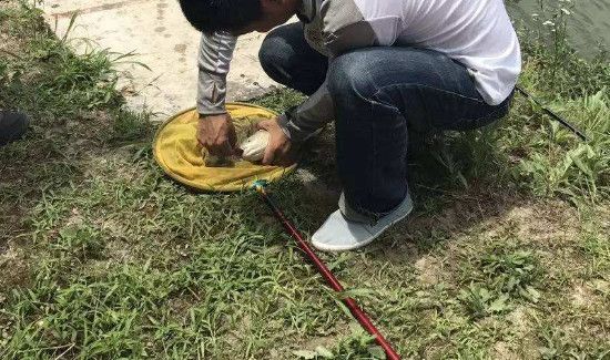 秋天怎么钓草鱼