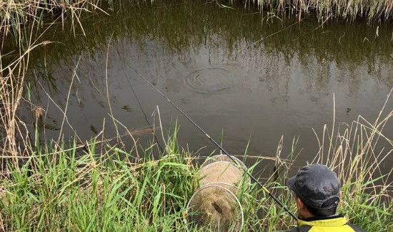 钓草鱼怎么打窝