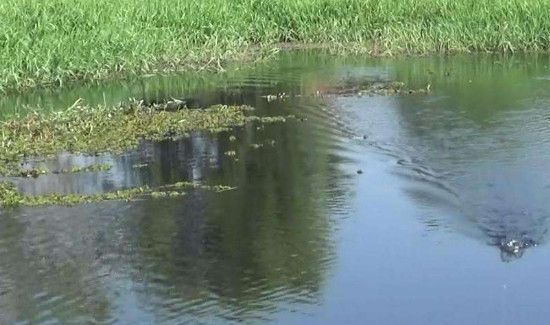 钓草鱼怎么打窝