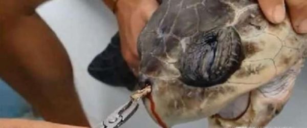 垃圾对海洋生物有哪些影响