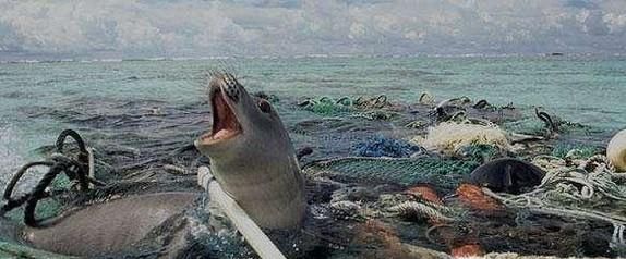 垃圾对海洋生物有哪些影响