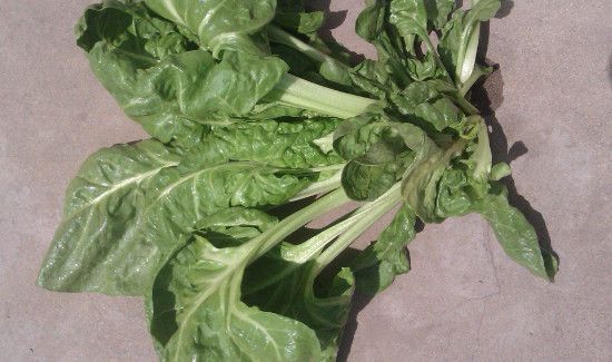 钓草鱼饵料配方