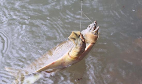 怎么钓甲鱼的方法