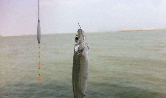 钓白条用几号钩