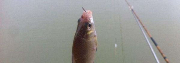 钓白条用几号钩