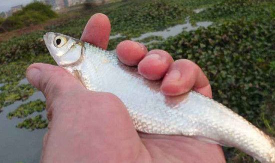 钓白条用几号钩