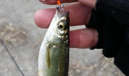 钓白条鱼饵料配方