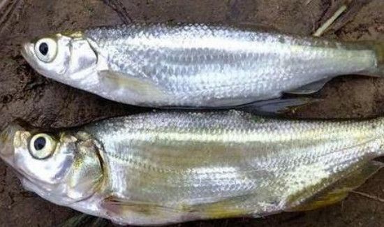 怎么钓白条正确方法