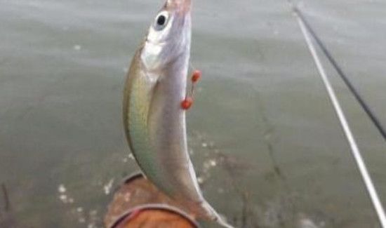 怎么钓白条正确方法