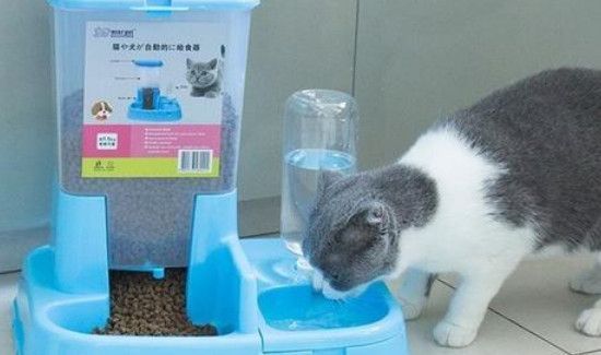 过年回家宠物怎么办