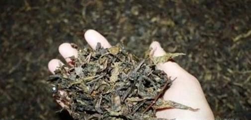 怎样判断茶叶的优劣？